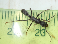 Platythyrea lamellosa