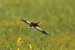 Ixobrychus minutus payesii