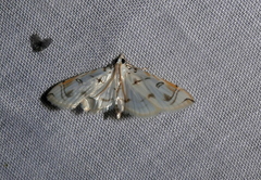 Neurophyseta camptogrammalis