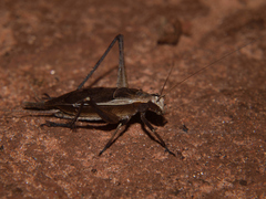Xenogryllus eneopteroides