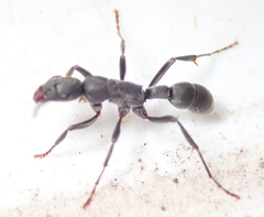 Platythyrea lamellosa