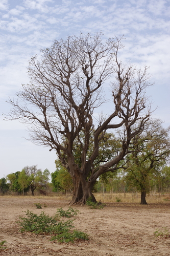 red kapok tree