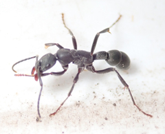 Platythyrea lamellosa