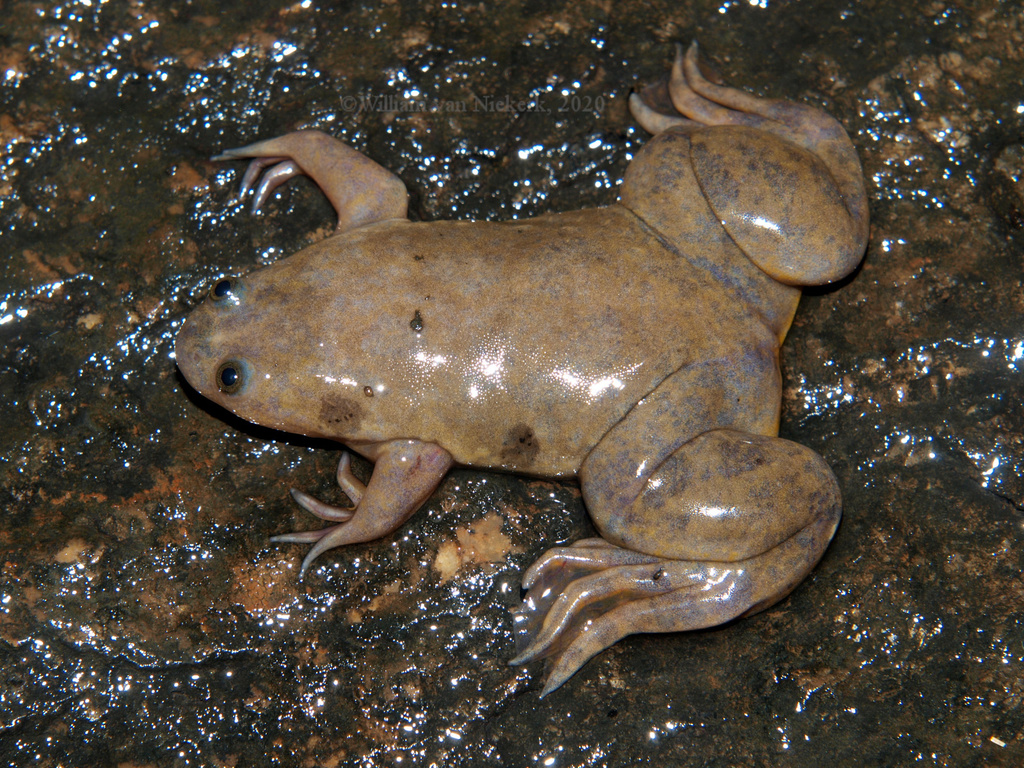Powers Clawed Frog