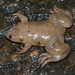 Powers Clawed Frog - Photo (c) william van Niekerk, some rights reserved (CC BY-NC), uploaded by william van Niekerk