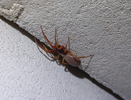 Harpactea rubicunda