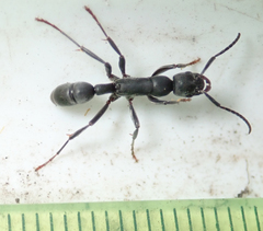 Platythyrea lamellosa