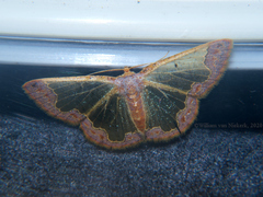 Zamarada flavicaput