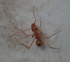 Camponotus mystaceus