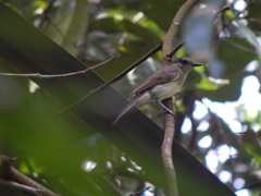 Pachycephala cinerea