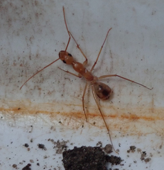 Camponotus mystaceus