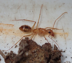 Camponotus mystaceus