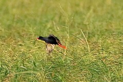 Porphyrio alleni