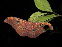 Antheraea larissa