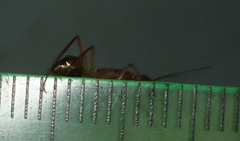 Camponotus mystaceus