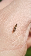 Heliozelidae