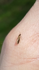 Heliozelidae