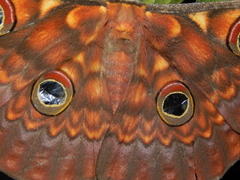 Antheraea larissa