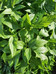 Angelica archangelica