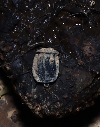 Ridged Carrion Beetle photo 5