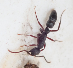 Leptogenys maxillosa