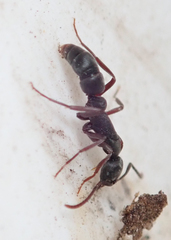 Leptogenys maxillosa