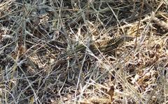 Liolaemus zapallarensis