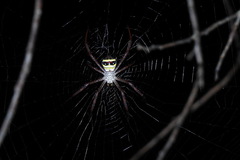 Argiope aetheroides