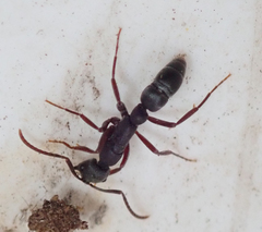 Leptogenys maxillosa