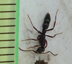 Leptogenys maxillosa