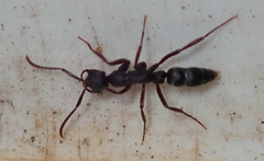 Leptogenys maxillosa