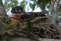 Gorsachius leuconotus