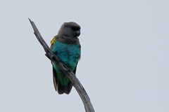 Poicephalus meyeri damarensis