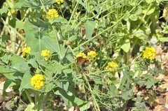Aglais urticae chinensis