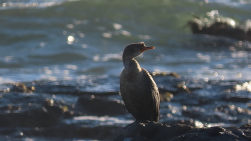 iNaturalist image