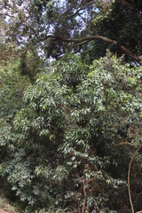 Faurea macnaughtonii