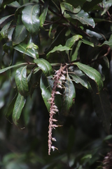 Faurea macnaughtonii