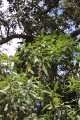 Faurea macnaughtonii