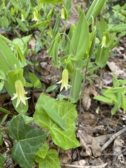 Uvularia