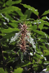 Faurea macnaughtonii