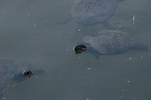 Trachemys scripta elegans