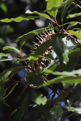 Faurea macnaughtonii