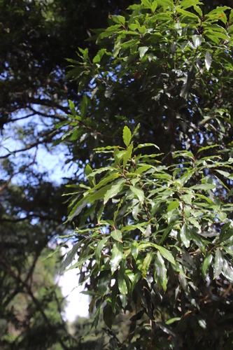 Image of Faurea macnaughtonii by (c) Tony Rebelo, some rights reserved (CC BY-SA)