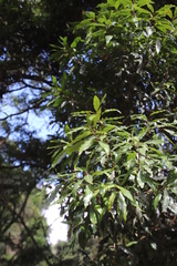 Faurea macnaughtonii