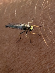Neoitamus flavofemoratus