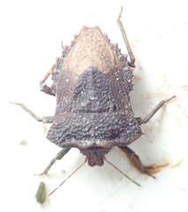 Geomorpha junodi