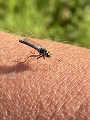 Neoitamus flavofemoratus