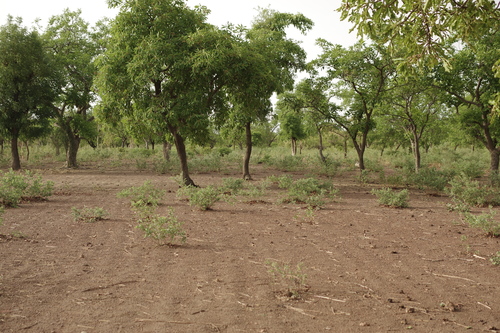 Shea Tree