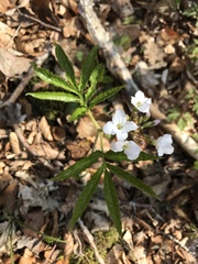 Cardamine heptaphylla