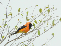 Icterus croconotus